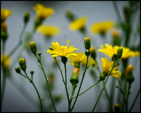 Gelbe Wildblumen am Wasser